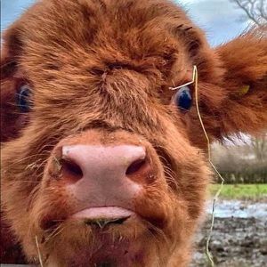 Meet your Posher, Clara